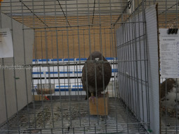 XIV Concurso Exposición de Palomas de Raza en Mula 2024